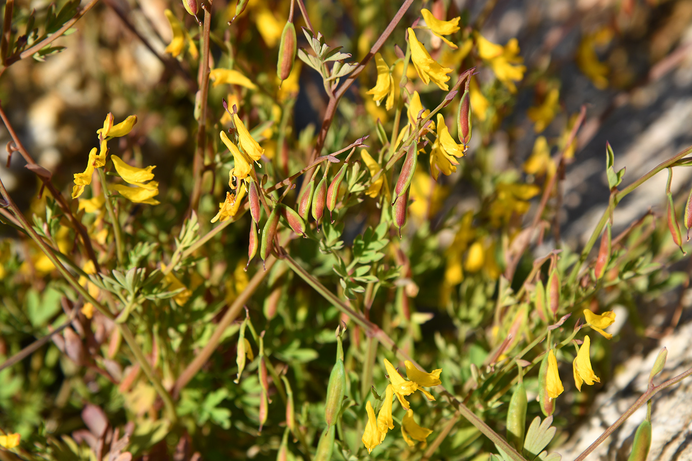 Image of Corydalis impatiens specimen.