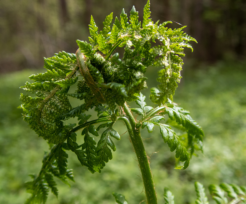 Изображение особи Dryopteris expansa.