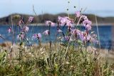 Dianthus superbus. Отцветающее растение на приморском лугу. Мурманская обл., окр. пос. Дальние Зеленцы, Дальнезеленецкая губа. 04.08.2010.
