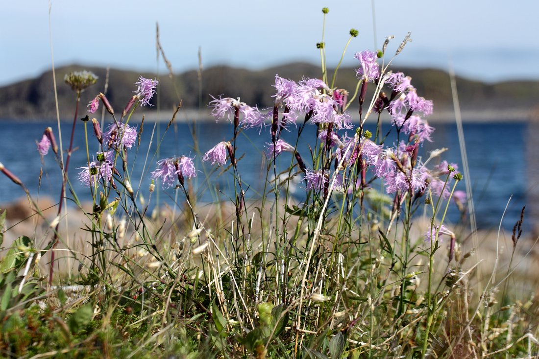 Изображение особи Dianthus superbus.