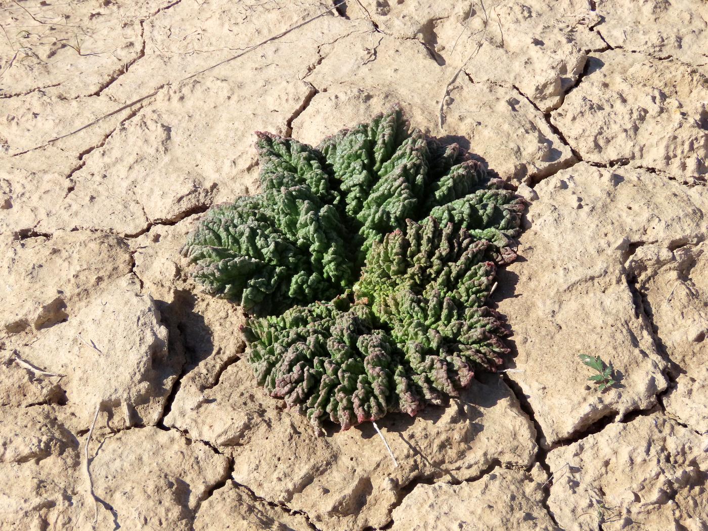 Image of Rheum turkestanicum specimen.