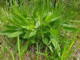 Rumex acetosa