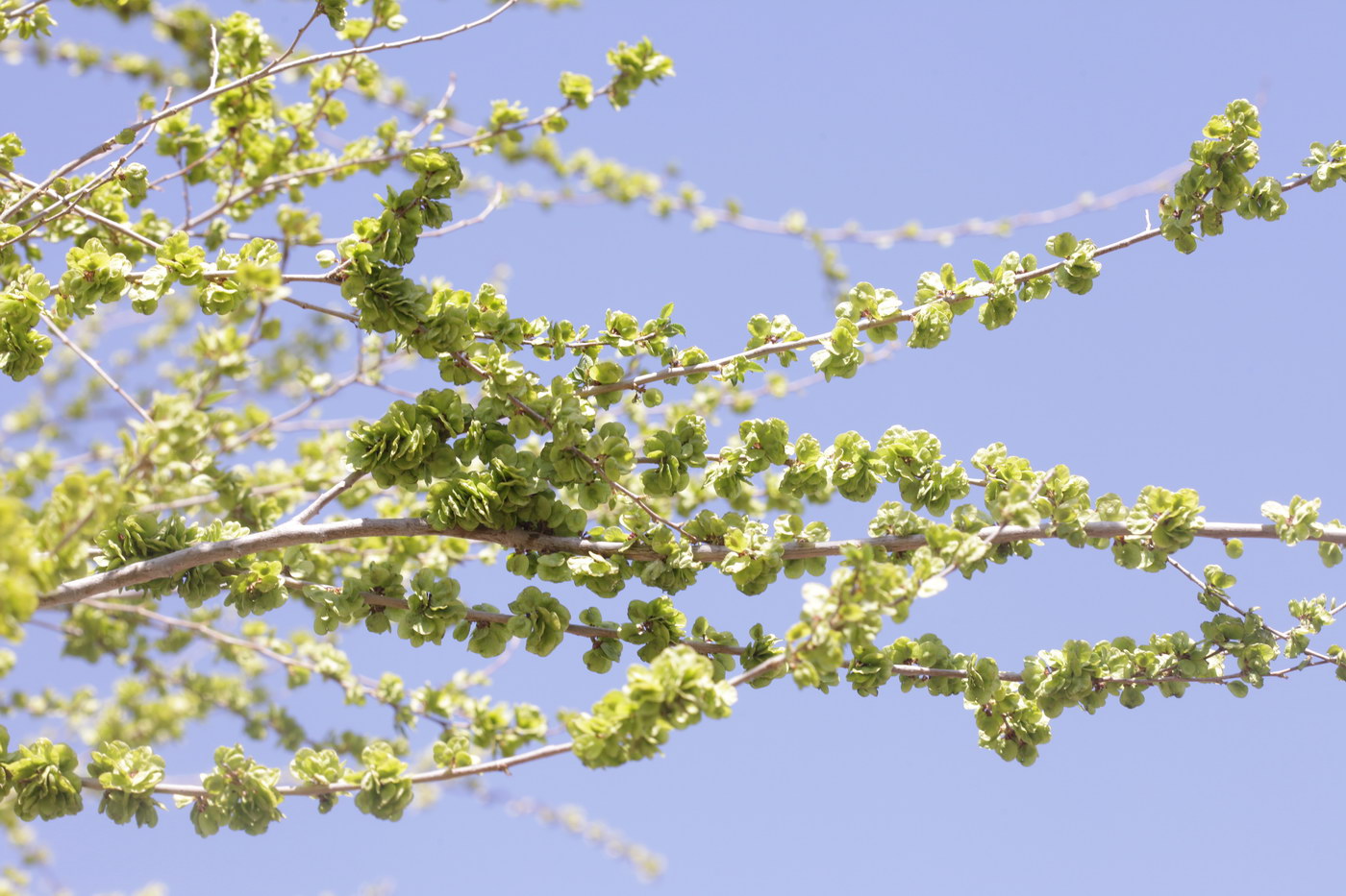 Image of genus Ulmus specimen.