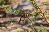 Vachellia farnesiana. Часть ветви с плодами разной степени зрелости. Египет, мухафаза Асуан, храмовый комплекс Абу-Симбел, сухой склон. 04.05.2023.