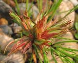 Juncus articulatus