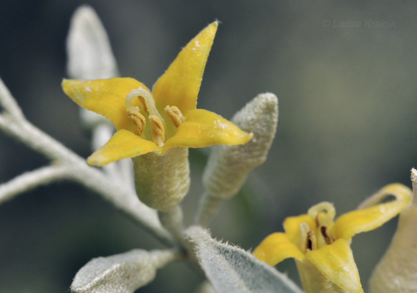 Image of Elaeagnus angustifolia specimen.