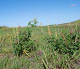 Crotalaria pallida