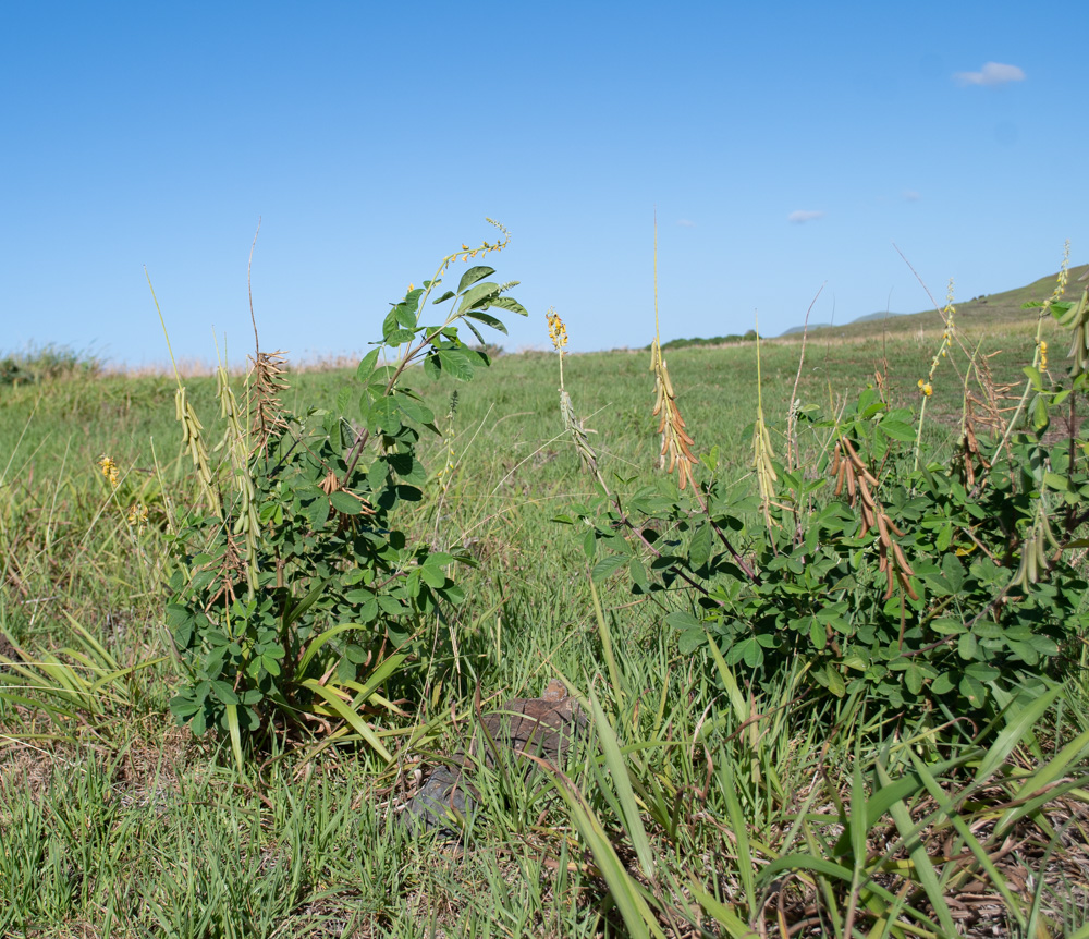 Изображение особи Crotalaria pallida.