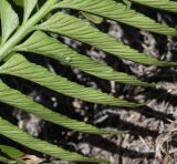 Asplenium decurrens