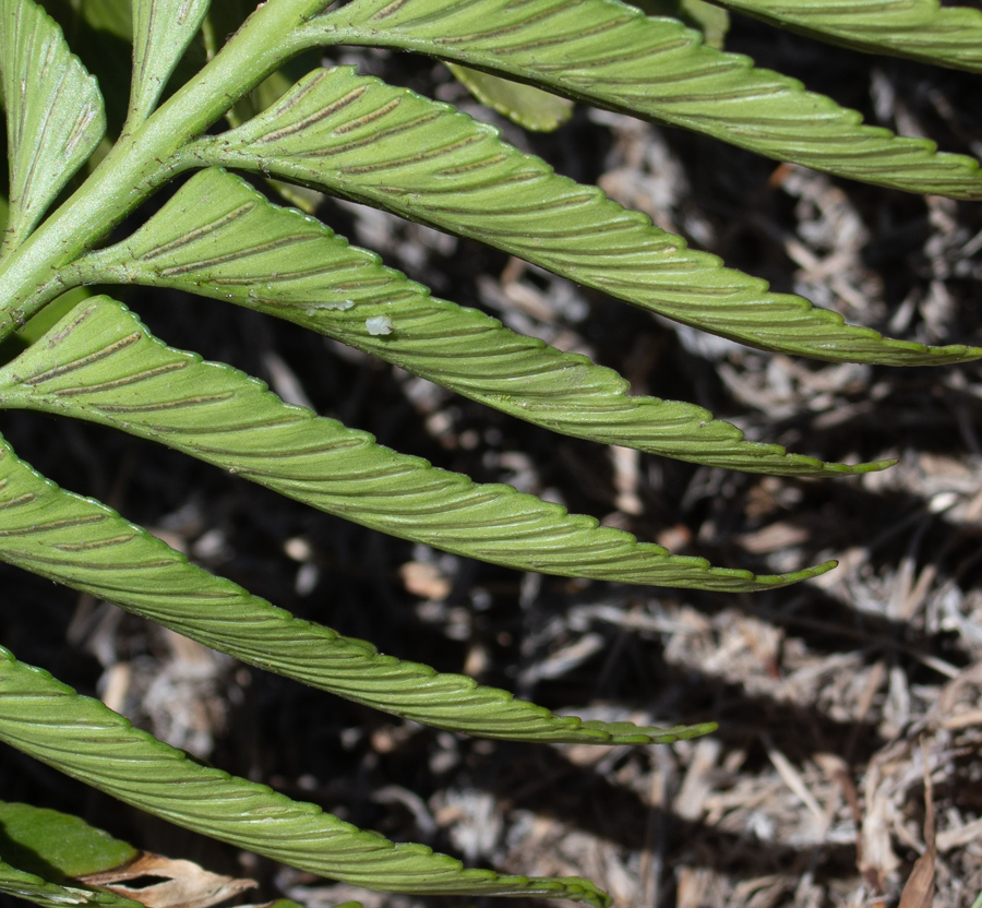 Изображение особи Asplenium decurrens.