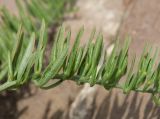 genus Thesium