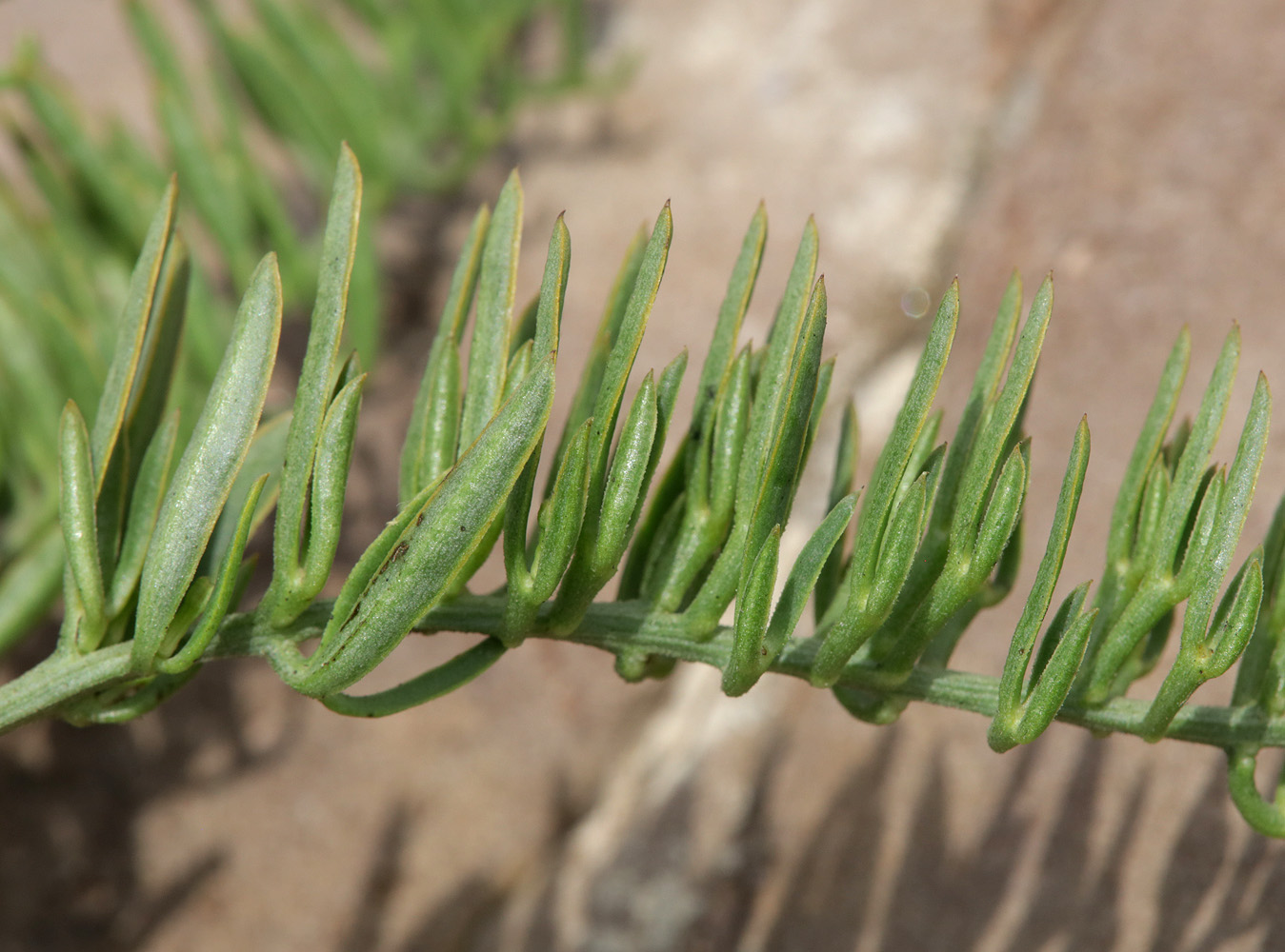 Image of genus Thesium specimen.