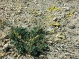 Silene microphylla
