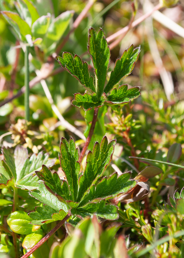 Изображение особи Potentilla crantzii.