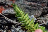 Dryopteris fragrans. Верхушка вайи с сорусами (вид снизу). Хабаровский край, р-н им. Полины Осипенко, долина р. Нилан, каменистый склон. 17.07.2021.