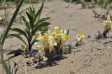 Linaria japonica. Цветущее растение с муравьём. Приморский край, Лазовский р-н, окр. с. Валентин, бухта Ежовая, прибрежная песчаная терраса. 28.05.2023.