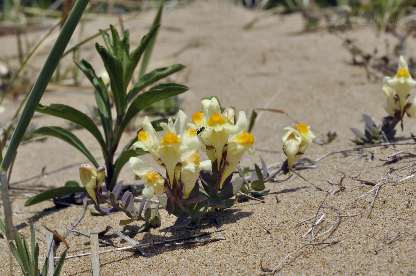 Изображение особи Linaria japonica.