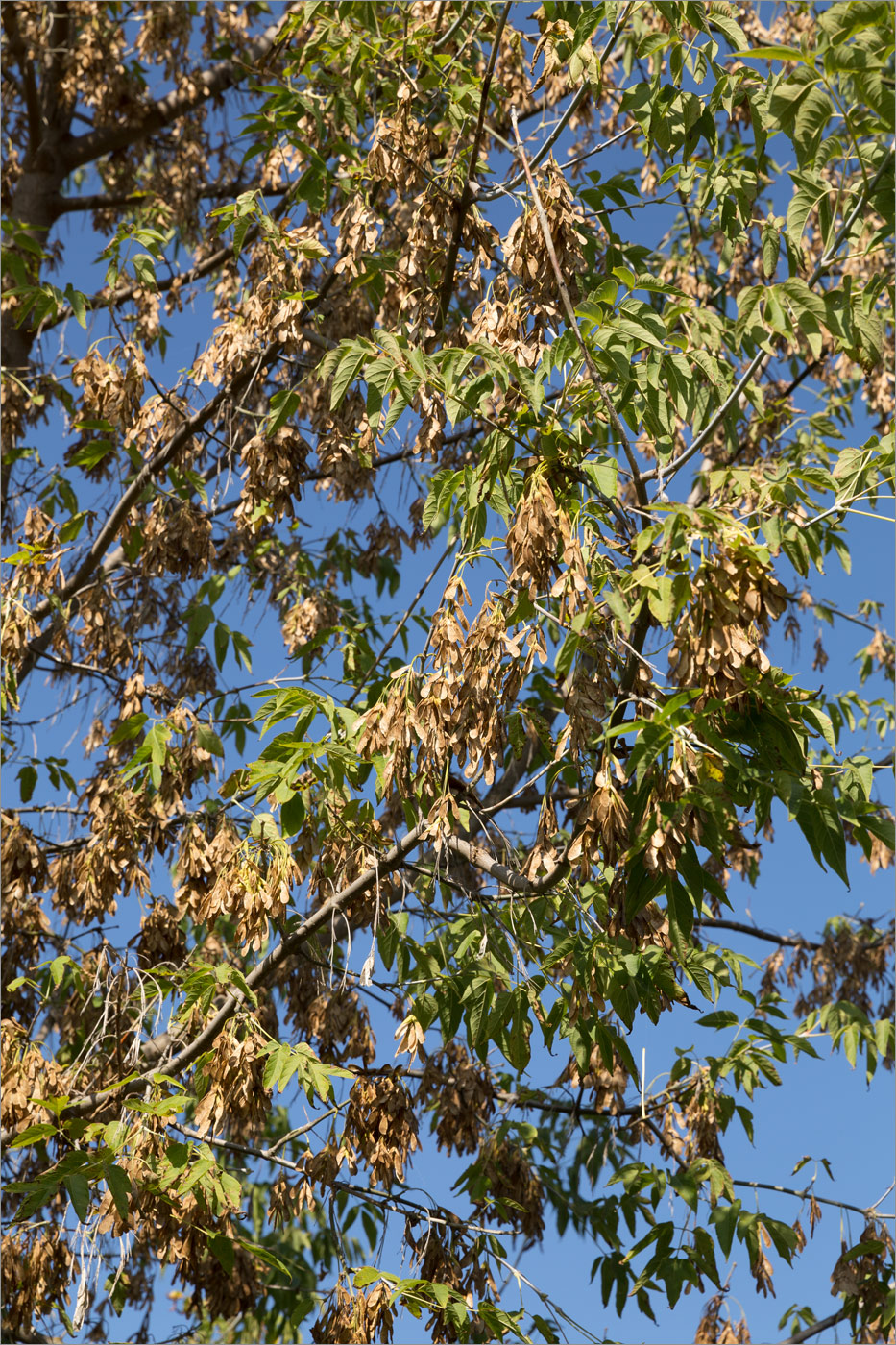 Image of Acer negundo specimen.