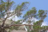 Pinus pityusa