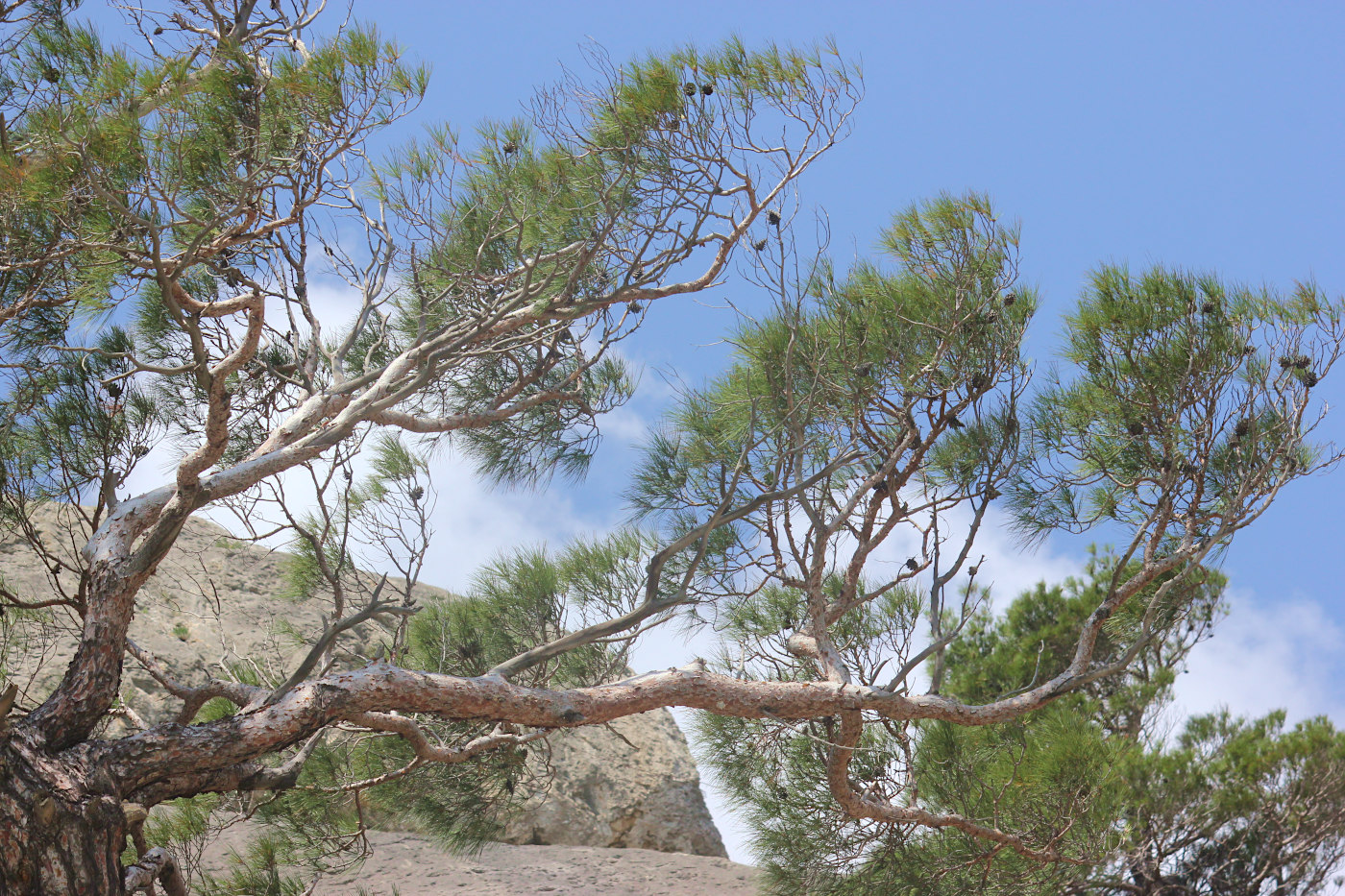 Image of Pinus pityusa specimen.