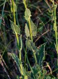 Crepis pannonica. Нижние части побегов. Оренбургская обл., Кувандыкский гор. округ, заповедник \"Шайтан-Тау\", хр. Шайтан-Тау, ≈ 500 м н.у.м., луговой склон. 06.07.2023.