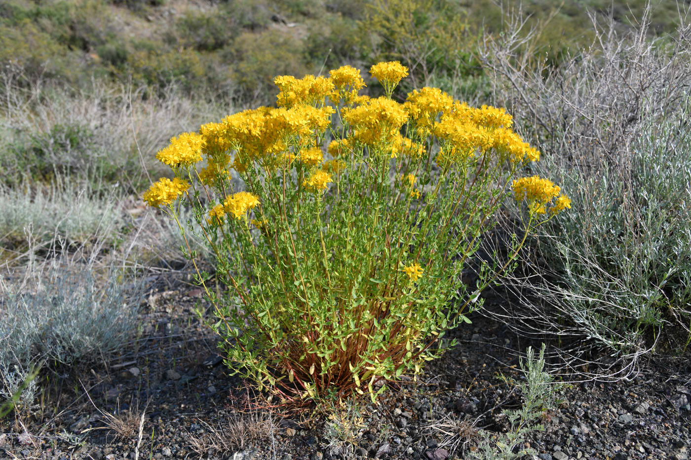 Изображение особи Hypericum scabrum.