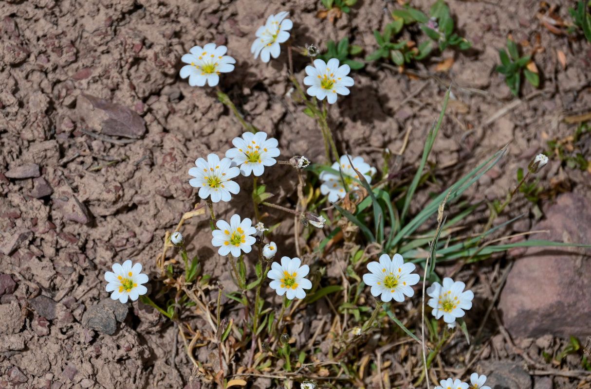 Изображение особи Dichodon cerastoides.