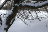 Изображение особи. Автор - Юлия Борисова