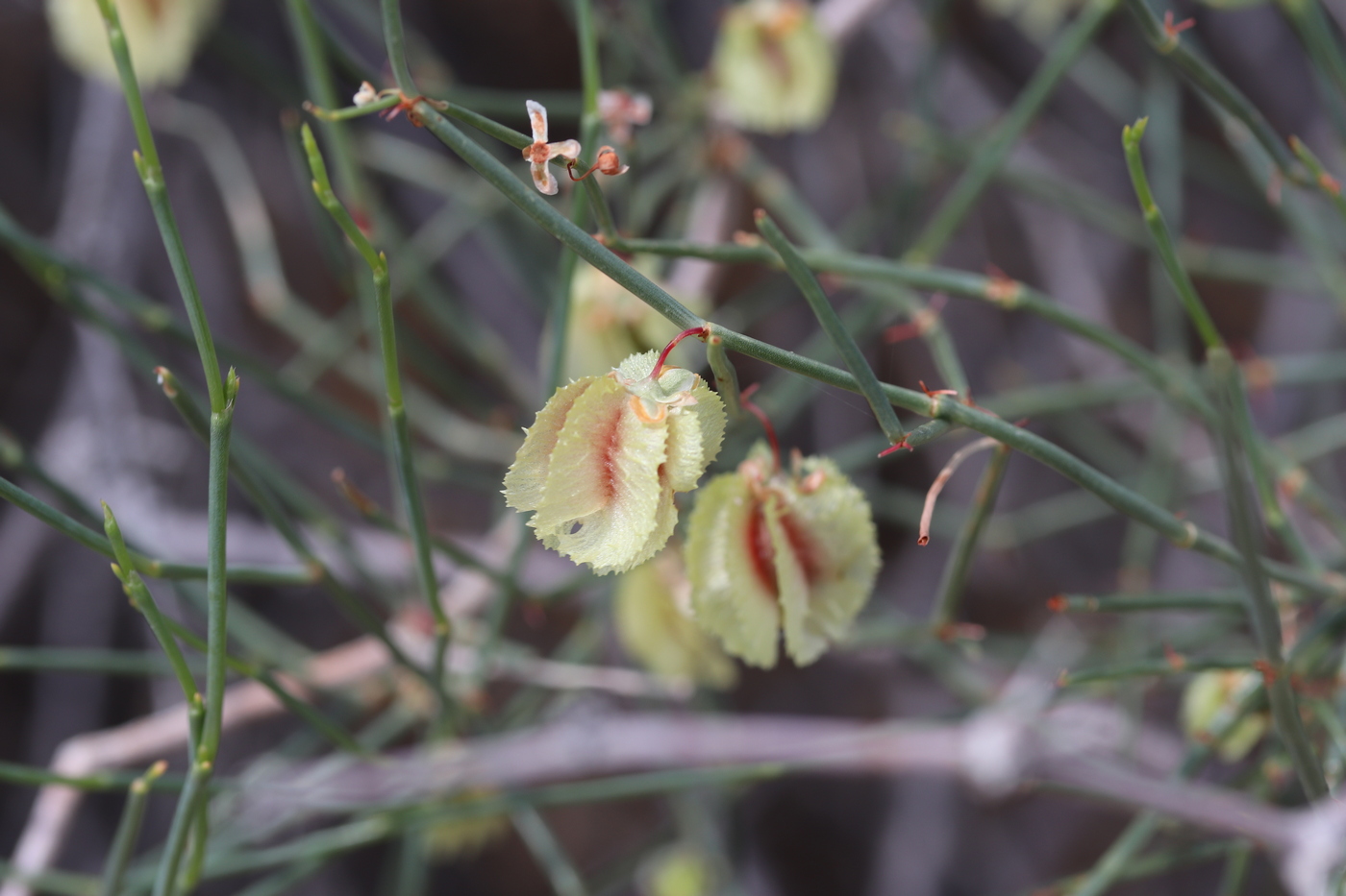 Изображение особи Calligonum leucocladum.