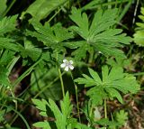 Geranium sibiricum