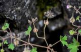 Geranium pusillum