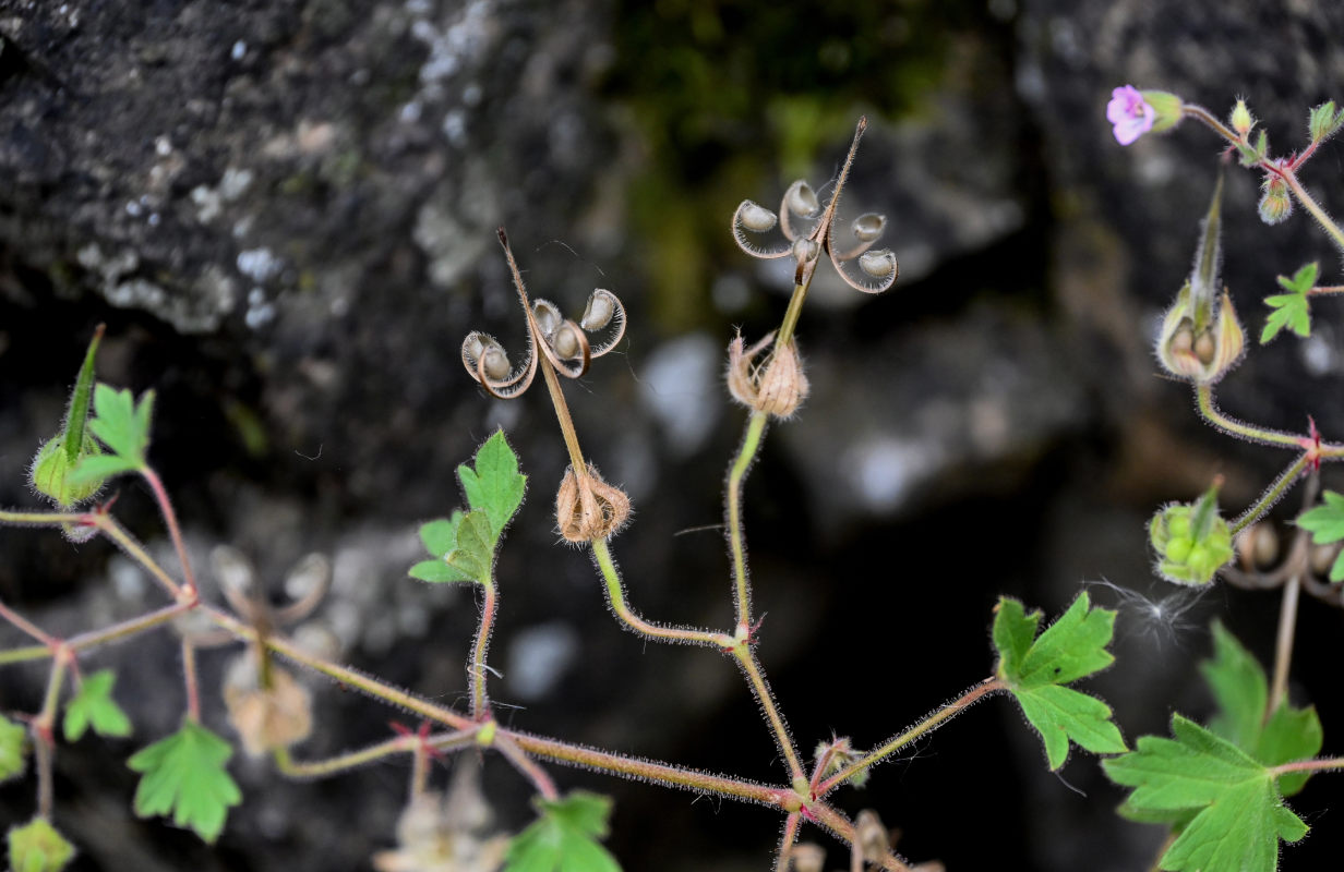 Изображение особи Geranium pusillum.