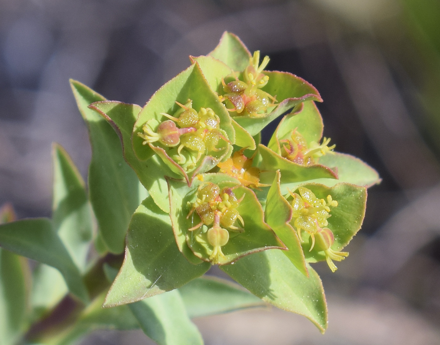 Image of Euphorbia terracina specimen.