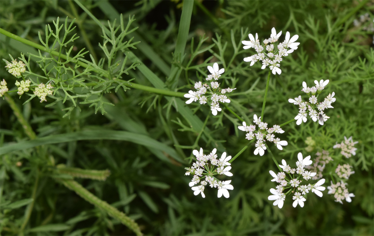 Image of Coriandrum sativum specimen.