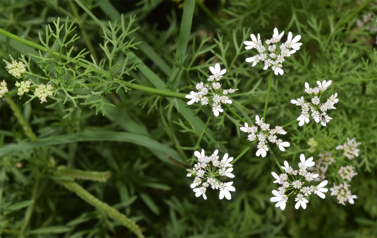 Image of Coriandrum sativum specimen.