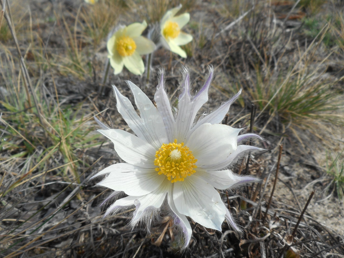 Image of Pulsatilla patens specimen.