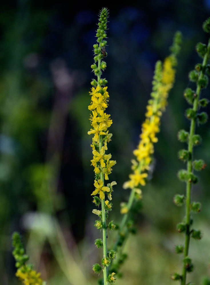 Изображение особи Agrimonia eupatoria.