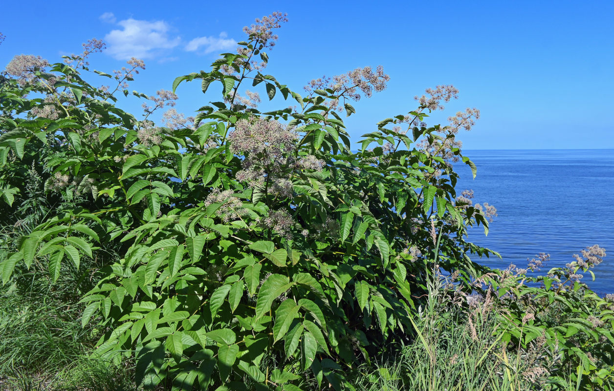 Image of Aralia cordata specimen.
