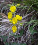 Argyrolobium biebersteinii. Верхушка цветущего побега. Абхазия, Гудаутский р-н, окр. с. Лдза, галечно-песчаный склон. 15.04.2024.