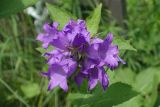 Campanula latifolia