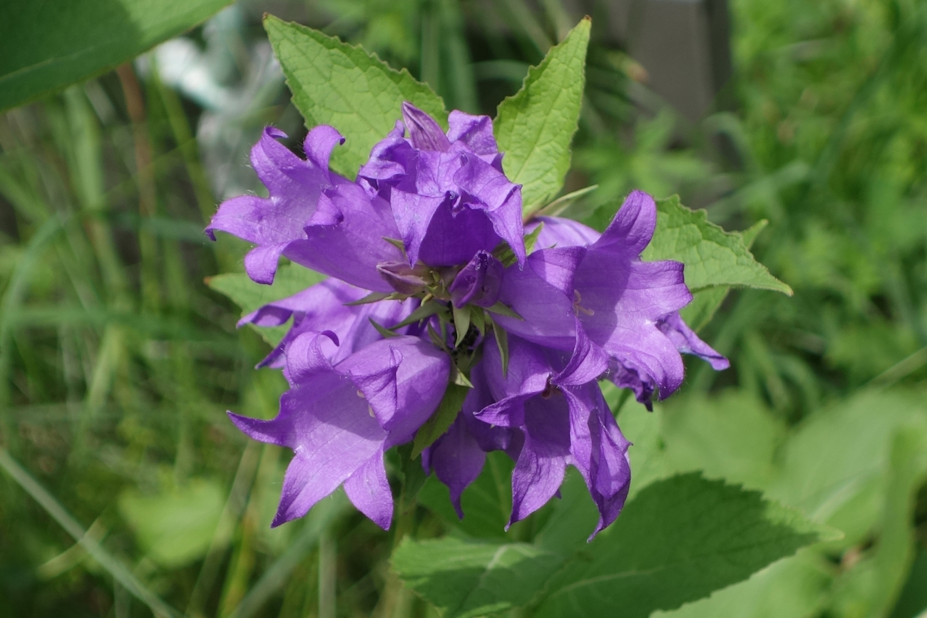 Изображение особи Campanula latifolia.