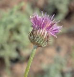 Jurinea lanipes