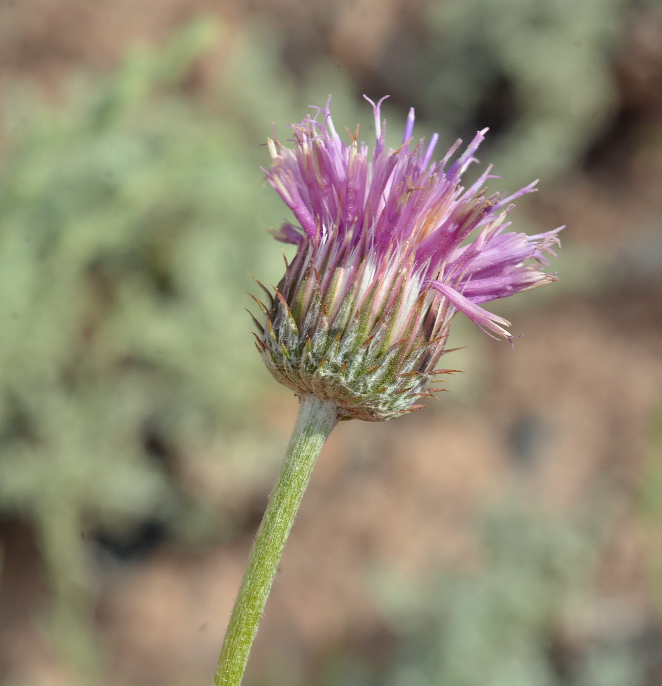Image of Jurinea lanipes specimen.
