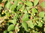 род Cotoneaster