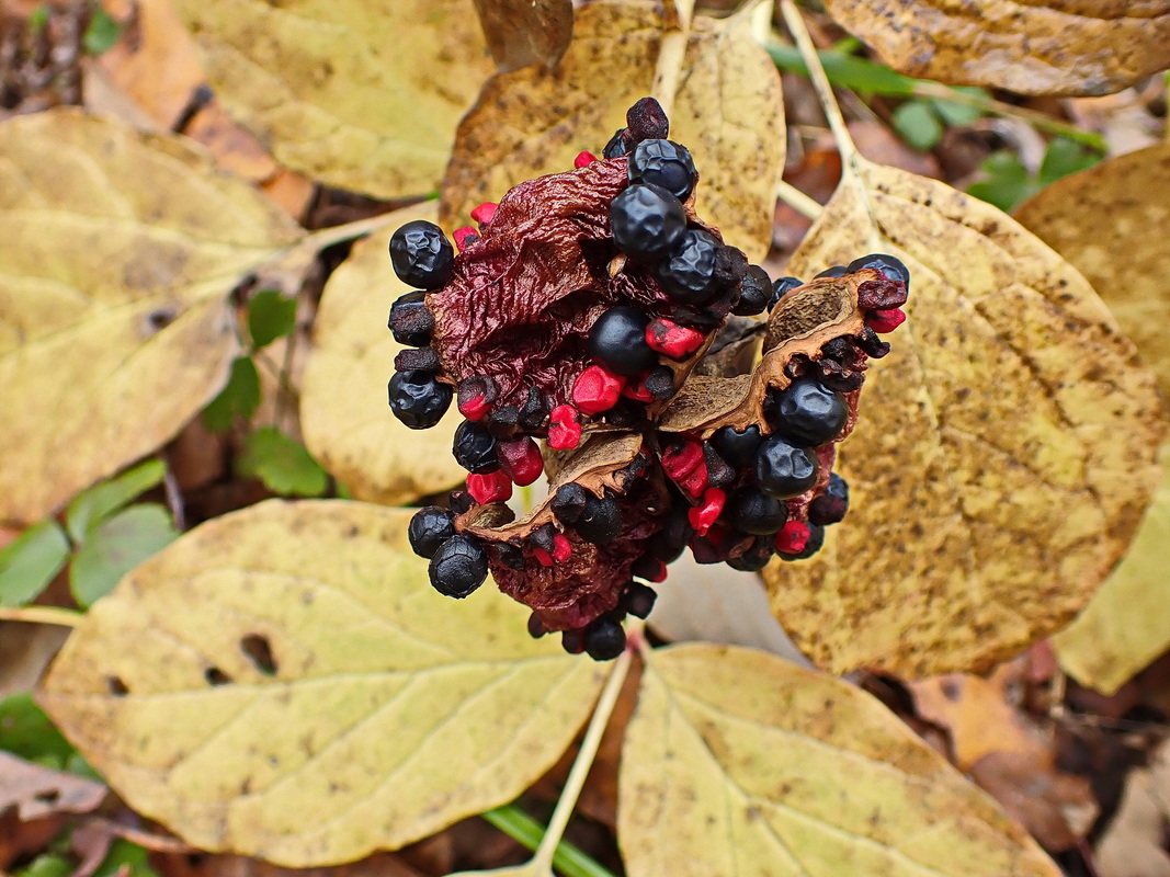 Image of Paeonia obovata specimen.