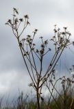 Senecio schwetzowii