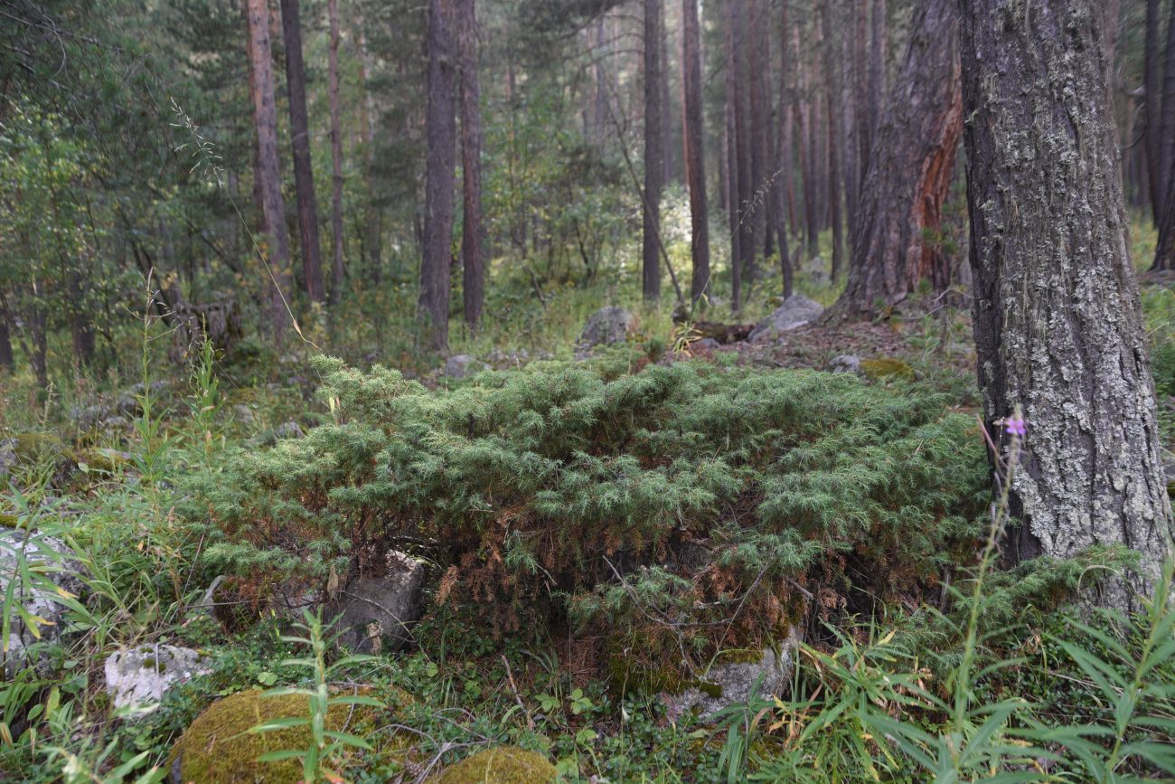 Image of Juniperus oblonga specimen.
