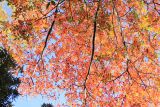Toxicodendron vernicifluum. Часть кроны дерева с листвой в осенней окраске и соплодиями. Крым, Южный Берег, окр. г. Ялта, Никитский ботанический сад. 10 ноября 2019 г.