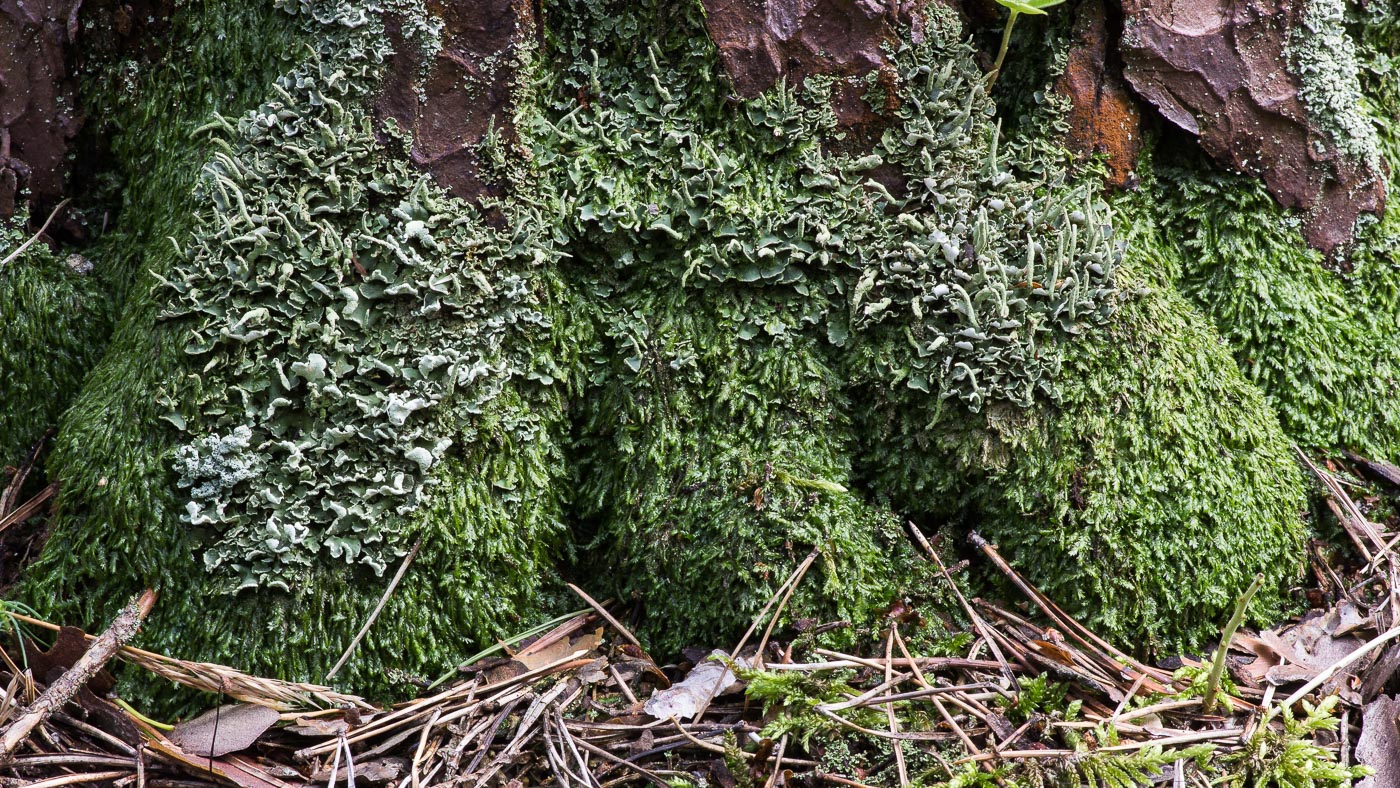 Image of Plagiothecium laetum specimen.