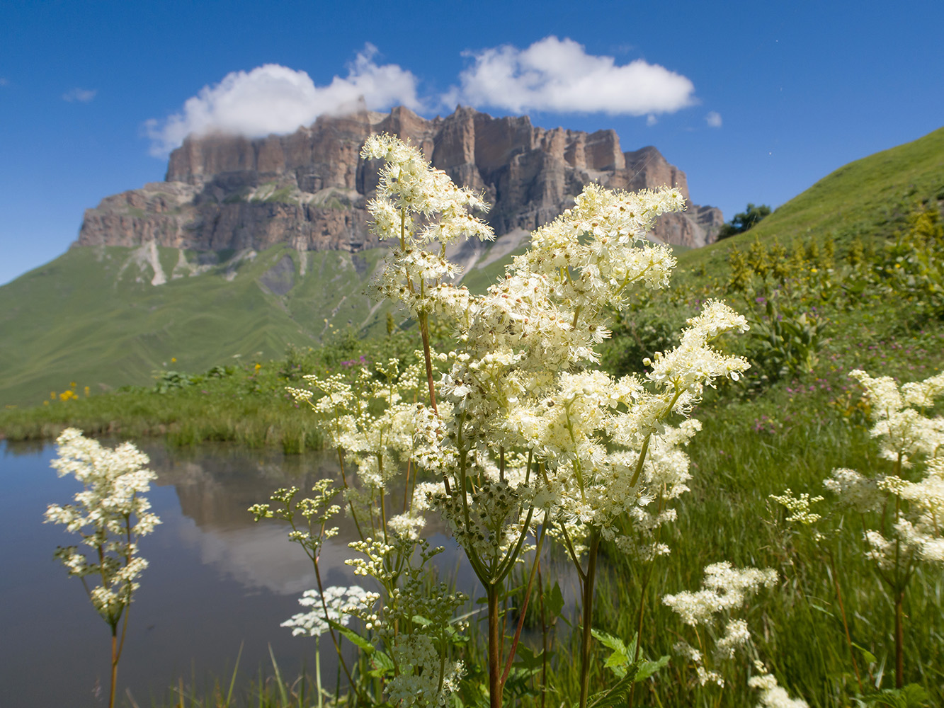 Image of Filipendula ulmaria specimen.
